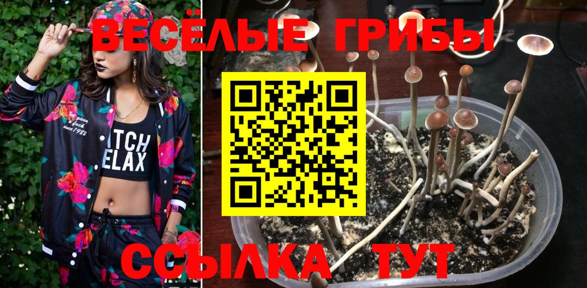 Псилоцибиновые грибы мицелий Богородицк