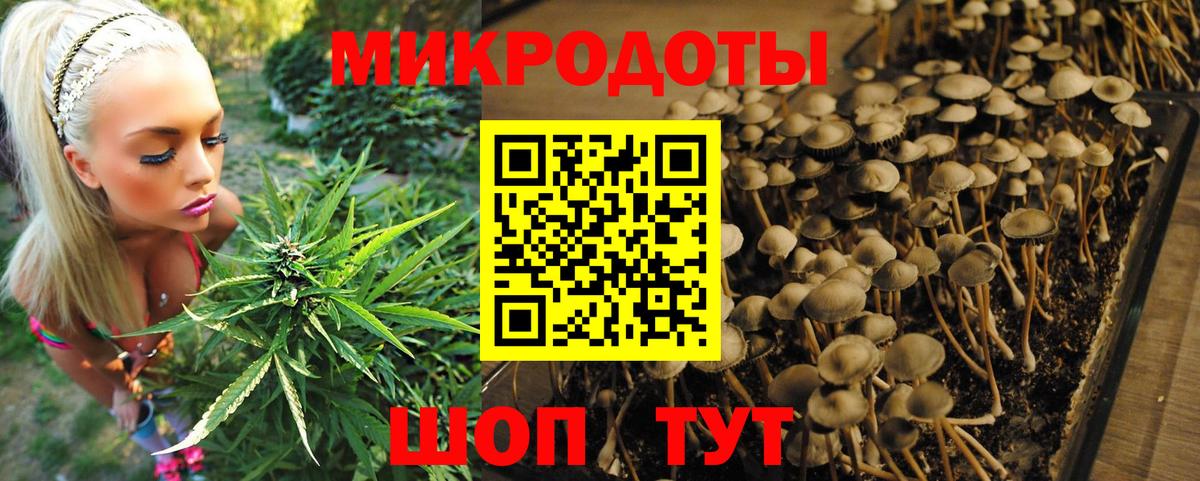 Псилоцибиновые грибы Cubensis Богородицк